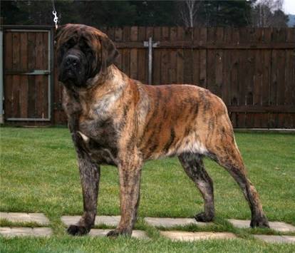 What Kind of dogs is this ?