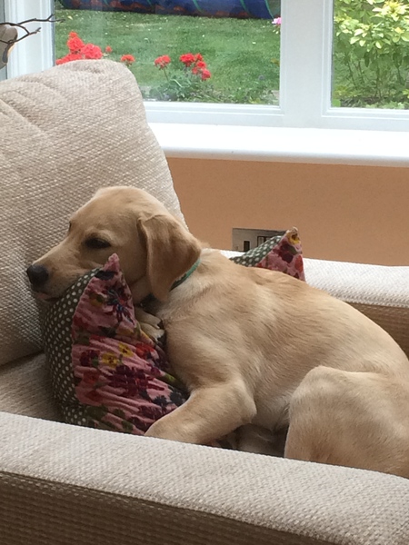 Does anyone fancy a puppy survival thread part 3