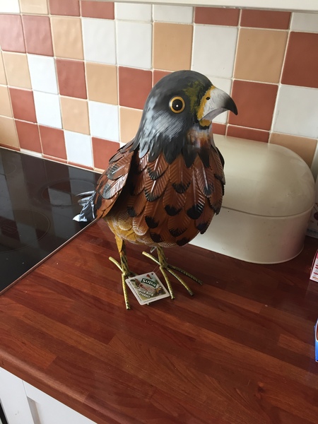 To have bought ds's teacher a giant kestrel?