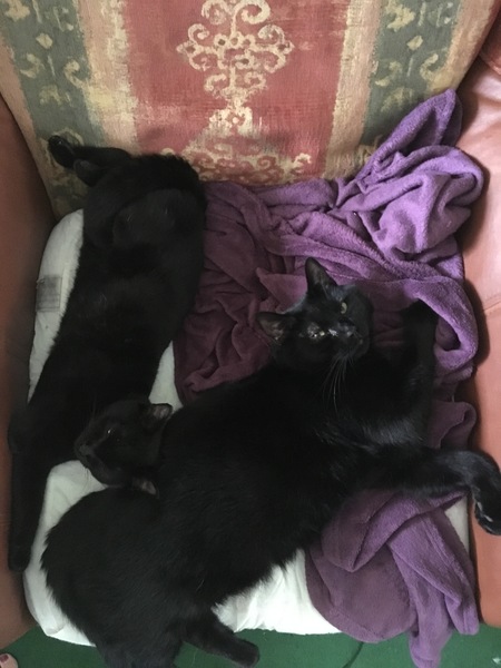 Cats still catting Part 4