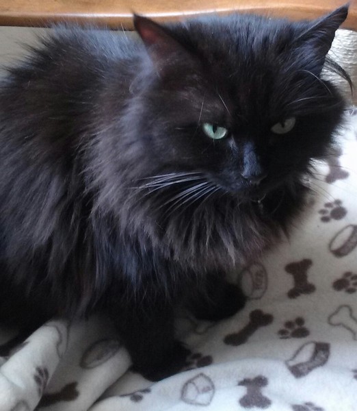 Rescuing a cat tomorrow, DH now unsure...
