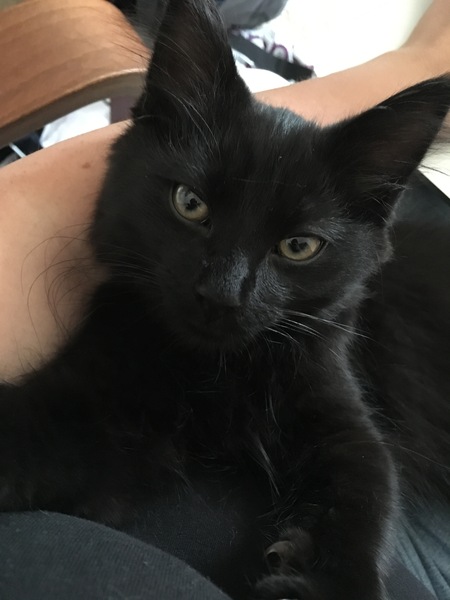 So who got a new kitten recently? Let's see then.