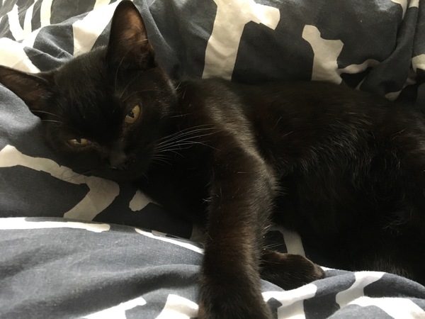 Cats still catting Part 4