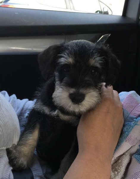 Does anyone fancy a "puppy survival" thread part 2