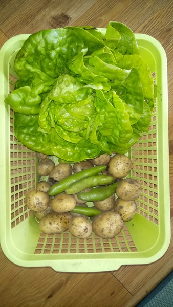 Allotment?Veg Patch Thread 10 - Plotmenters  busy into summer ! and loving James Wong