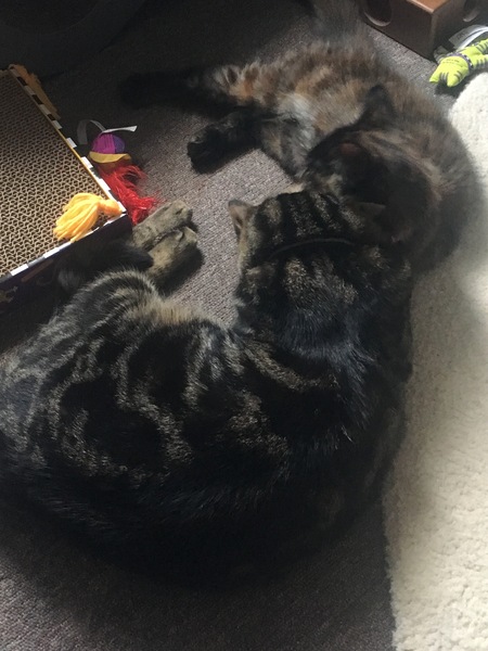 Cats still catting Part 4