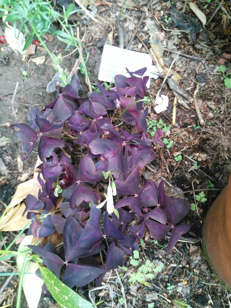 What are these plants please?