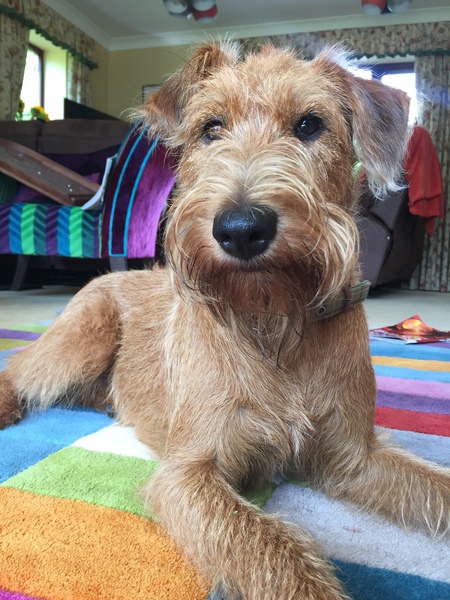 Does anyone fancy a puppy survival thread part 3