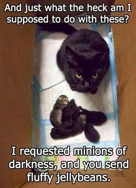 Can we have a funny cat stuff from the web thread?