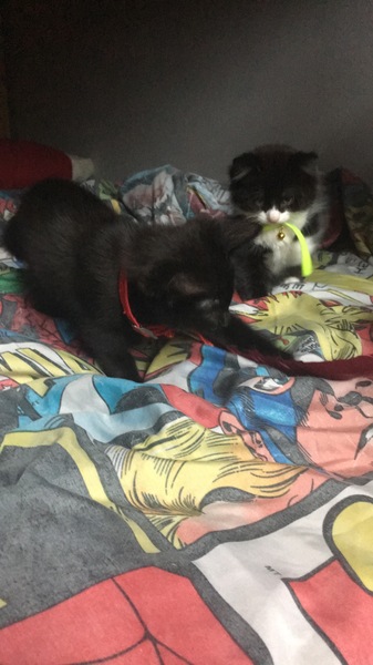 New kittens!