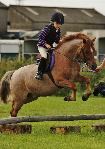 Lead rein WH and show hunter help please!