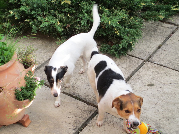 Tell us what your pets mean to you - for a chance to win a Fitbit Alta plus a copy of Finding Gobi. Now closed.
