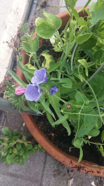 What is this plant?