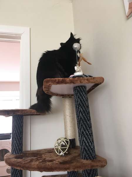 Rescuing a cat tomorrow, DH now unsure...