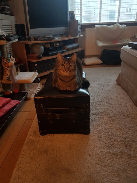 Cats still catting Part 4