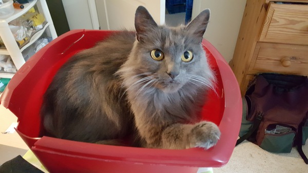 Cats still catting Part 4