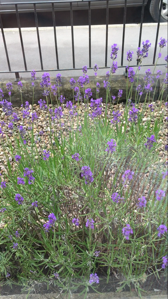 Lavender or Hydrangea?