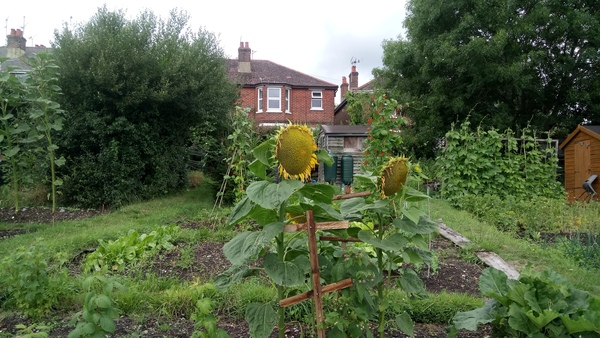 Sunflowers