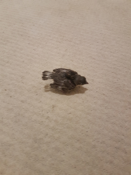 Can you stop cats bringing in birds?