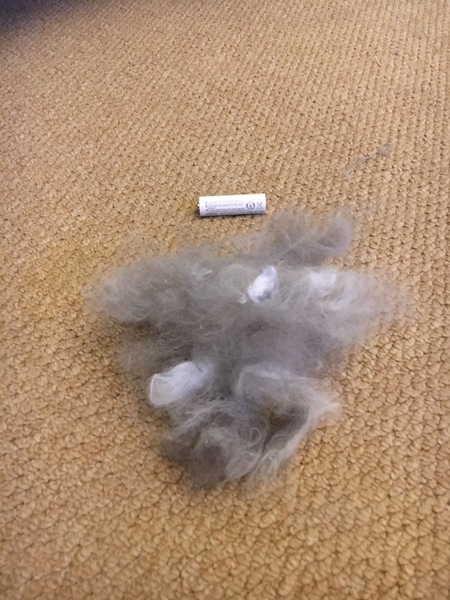 Moulting