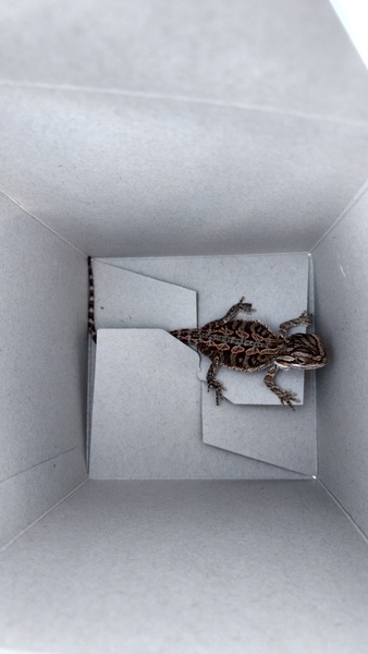 Any bearded dragon owners?