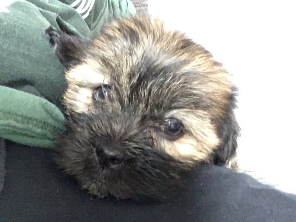Does anyone fancy a puppy survival thread part 3
