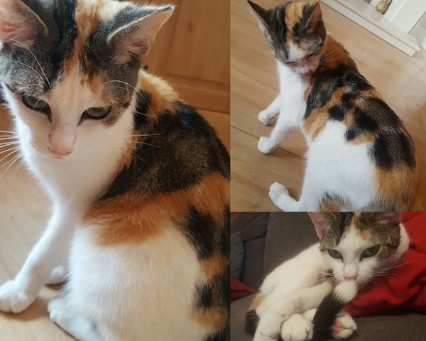 New kitten 😸 is she a Calico???