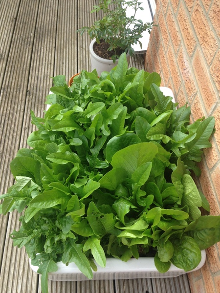 Find out how MNers are getting on with their Homebase Garden Goals challenge NOW CLOSED