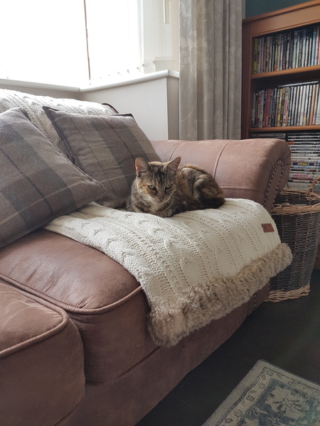 To adopt a stray cat halfway through a pregnancy??