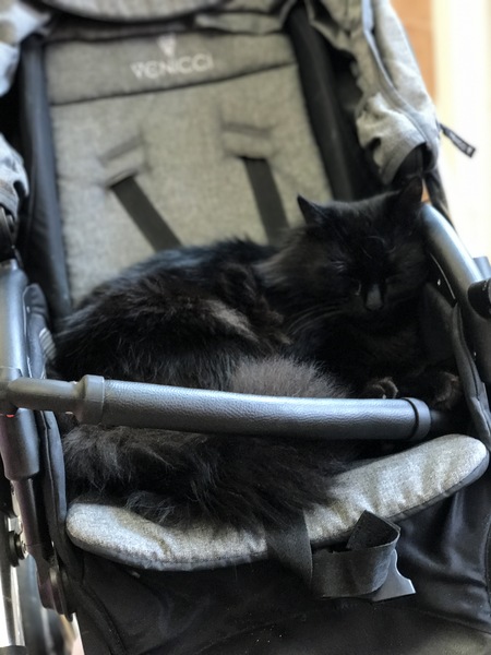 Rescuing a cat tomorrow, DH now unsure...