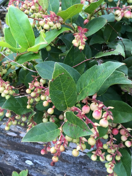 Plant identification please!