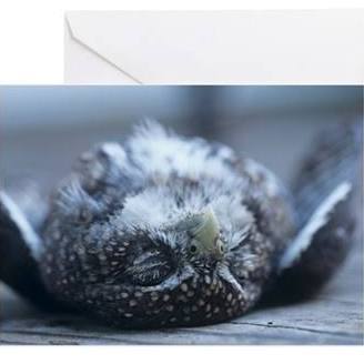 To have bought ds's teacher a giant kestrel?