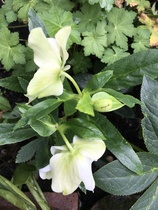 Summer flowering Hellebore