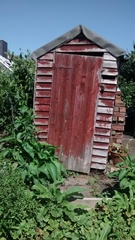 Allotment?Veg Patch Thread 10 - Plotmenters  busy into summer ! and loving James Wong