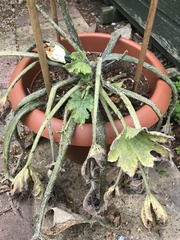 Allotment?Veg Patch Thread 10 - Plotmenters  busy into summer ! and loving James Wong