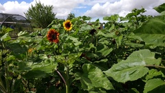 Allotment?Veg Patch Thread 10 - Plotmenters  busy into summer ! and loving James Wong