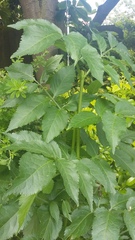 Can we play 'weed or plant'?