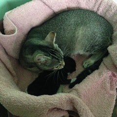 New fosters - mum and ickle kitten (with pics)!