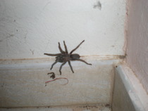 **Trigger warning - this thread contains images of spiders** Title edited by MNHQ Oh you have GOT to be kidding me!!