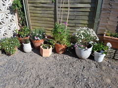 Find out how MNers are getting on with their Homebase Garden Goals challenge NOW CLOSED