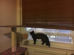 Cats still catting Part 4