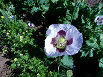 Allotment?Veg Patch Thread 10 - Plotmenters  busy into summer ! and loving James Wong