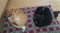 Does anyone fancy a puppy survival thread part 3