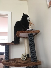 Rescuing a cat tomorrow, DH now unsure...