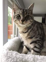 Cattery or cat sitter