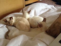 Cat likes to sleep in my bed, dp doesn't want him there