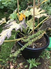 Allotment?Veg Patch Thread 10 - Plotmenters  busy into summer ! and loving James Wong