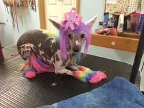 To ask why is everyone obsessed with unicorns?