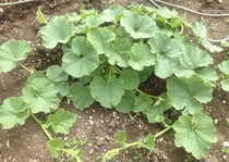 Allotment?Veg Patch Thread 10 - Plotmenters  busy into summer ! and loving James Wong