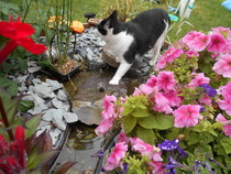 Cats still catting Part 4